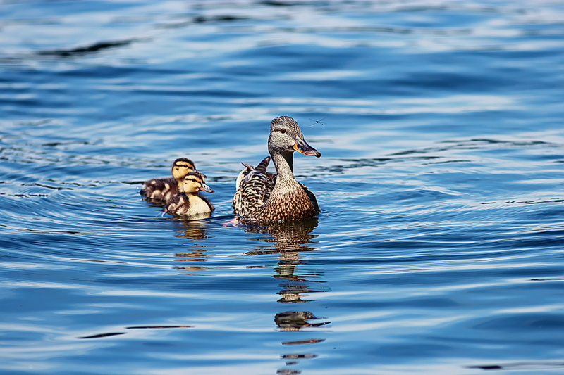 three, female, 5K, animal, water bird, ducklings, brown, water, duck, group of animals, gray, day, body of water, blue, bird, babies, animal themes, lake