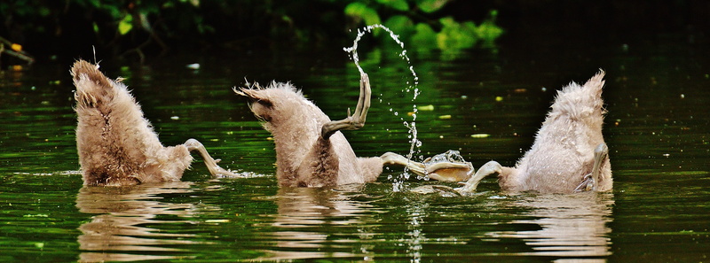 waters, young, reflection, water bird, vertebrate, flapping, lake, cute, bird, gray, water, animal wildlife, day, waterfront, three, spread wings, swan