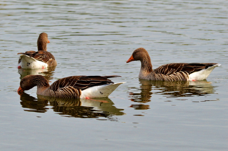 lake, reflection, animal family, gosling, vertebrate, brown, three, poultry, greylag goose, river, animal themes, no people, waterfront, aquatic animals