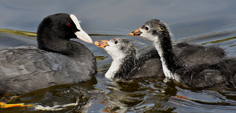 floating on water, animal portrait, eating, beak, hungry, chicks, group of animals, ducks, swimming, no people, feed, day, lake, water bird, animal, food