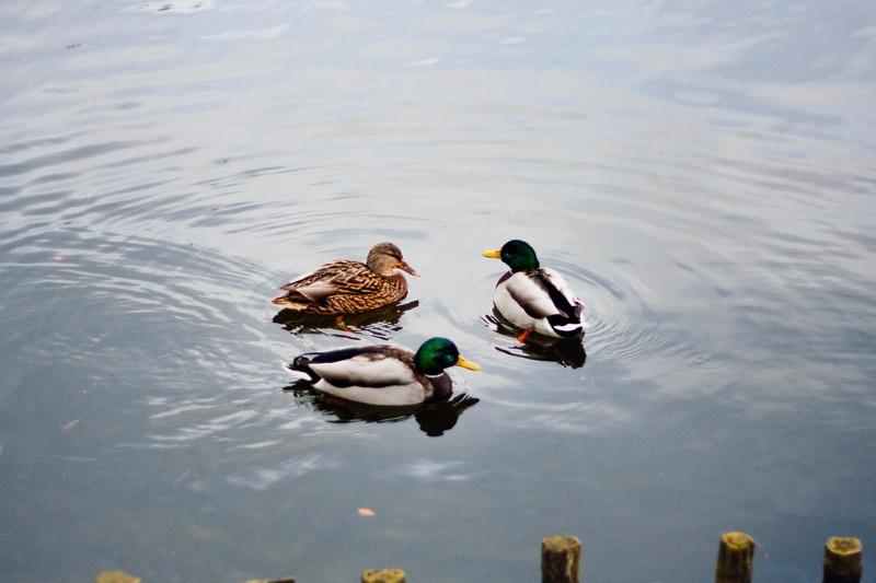 swimming, outdoors, colors, water, mallard, waterfront, vertebrate, two animals, male animal, waterfowl, poultry, duck, 2K, bird, human, nature, floating on water