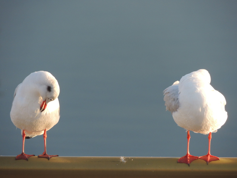 gull, animal themes, fly, seagulls, unity, day, copy space, outdoors, vertebrate, animal, birds, ocean, see, perching, seaside, 4K, feather, white, water