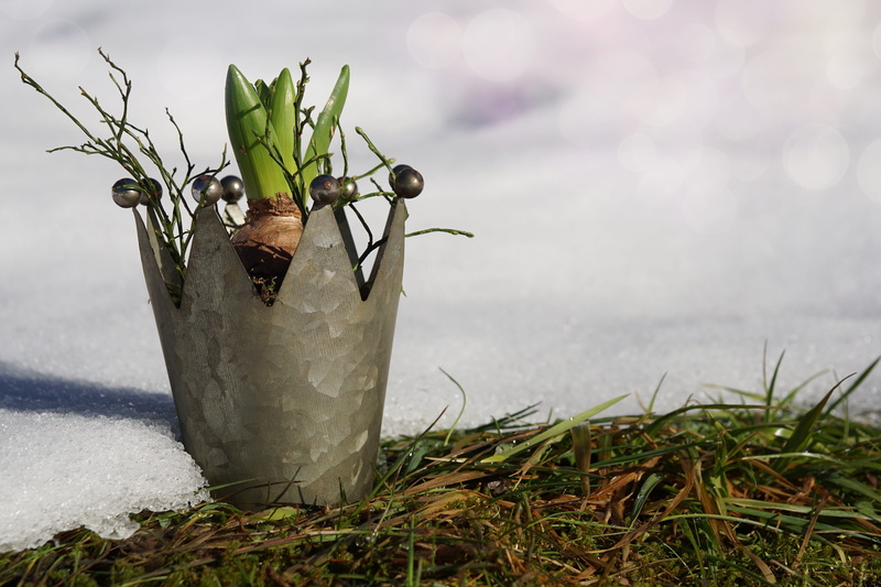 sunshine, blowing, planted, freshness, growth, close-up, plant part, atmospheric, symbol, nature, snow melt, beauty in nature, live, gray, opposites, drive