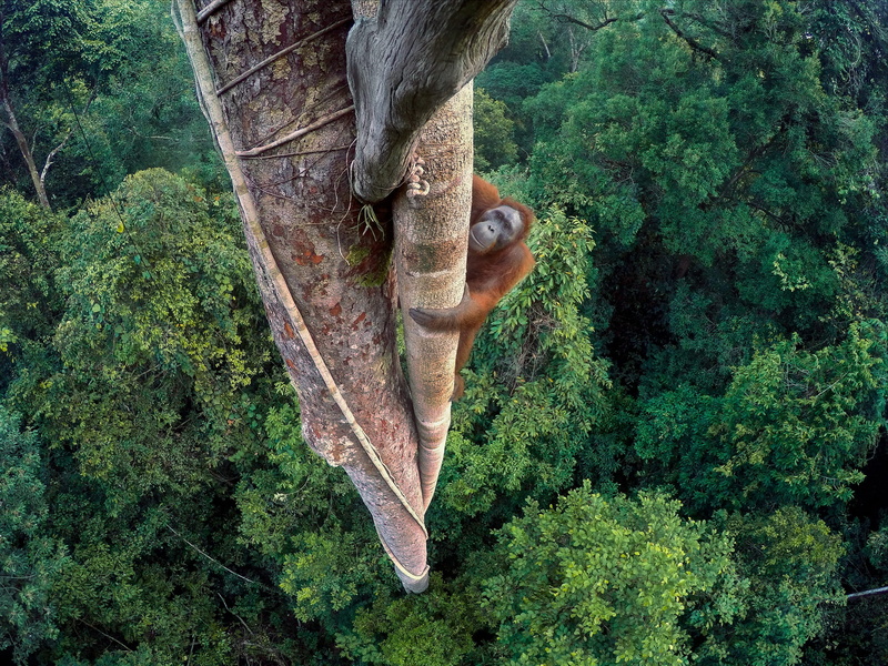 no people, plant part, forest, nature, gorilla, vertebrate, 2K, animal, tree, climbing, land, tree trunk, green, winner, high angle view, animals in the wild