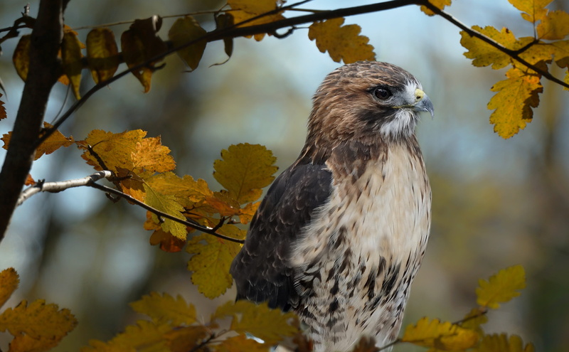 no people, animals in the wild, branch, day, plant, hawk, tree, animal wildlife, leaf, bird, change, birds, focus on foreground, plant part, animal, outdoors