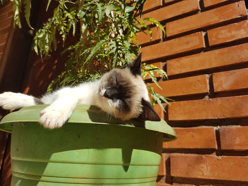 wall, small, Animal, domestic animals, outdoors, cute, pets, animal themes, Siamese, vertebrate, whisker, animals And Pets, nature, wall - building feature