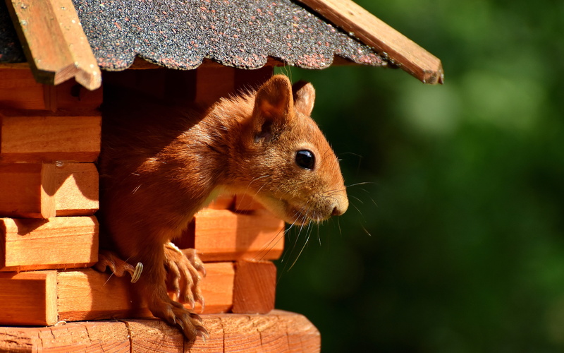 nager, nature, no people, animal, cute, small animal, animals And Pets, animal themes, brown, outdoors, pets, whisker, garden, day, 5K, close-up, wood - material