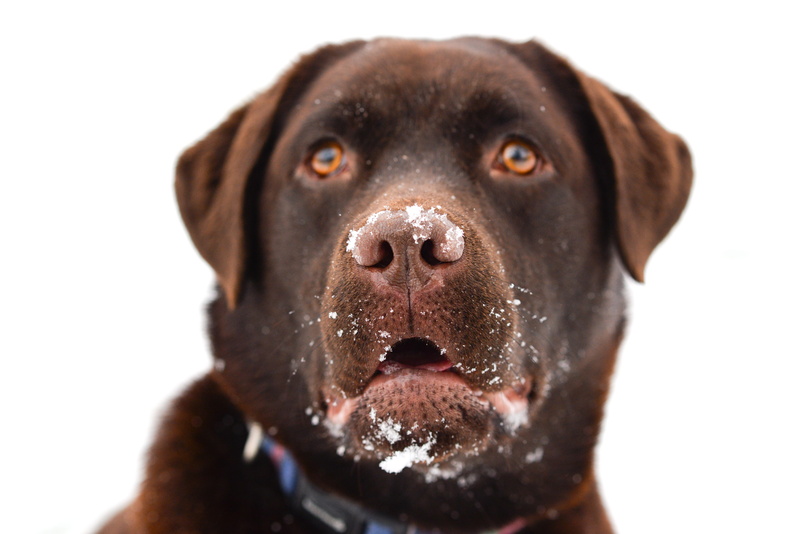 brown, adorable, head, canine, purebred, looking, white background, chocolate, breed, animal themes, no people, retriever, animal head, cut out, cute, animal eye
