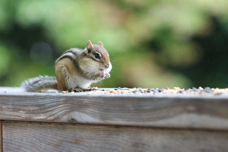 creature, wild, peanuts, brown, wood - material, food, animal wildlife, furry, wildlife, squirrel, mammal, nature, selective focus, animal, seeds, striped