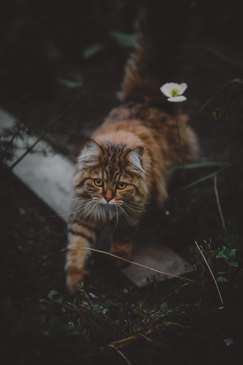portrait, cat, kitty, animal photography, animal themes, animal, plant, looking at camera, domestic animals, one animal, felidae, whisker