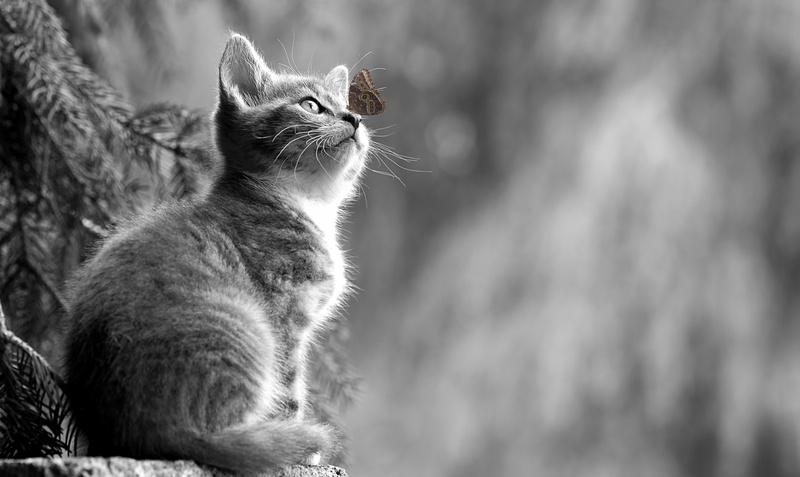 whisker, kitten, domestic, cat, composing, greeting card, nature, emotion, domestic animals, butterfly, looking, photo montage, creature, domestic cat