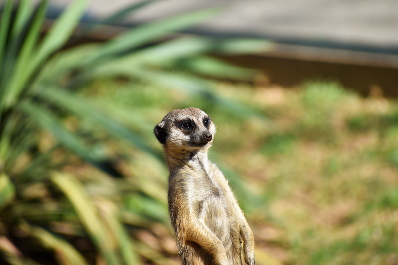 nature, animal, animals in the wild, wildlife, focus on foreground, standing, vertebrate, little, looking, meerkat, one animal, day, zoo, wild animal, animal photography