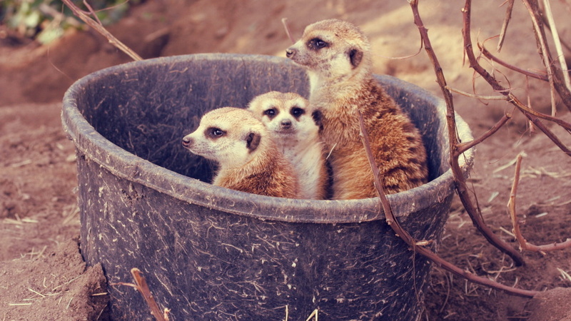 branch, bucket, group of animals, meerkat, focus on foreground, two animals, looking at camera, no people, meerkats, animal themes, animal, 1080P, nature