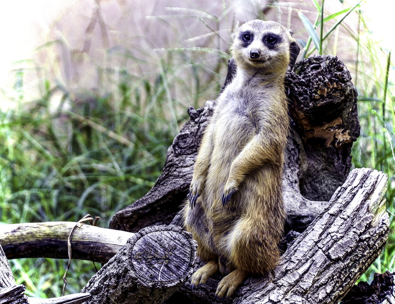 wood - material, outdoors, focus on foreground, tree trunk, vertebrate, one animal, brown, posing, branch, plant, animal wildlife, looking, no people, animal
