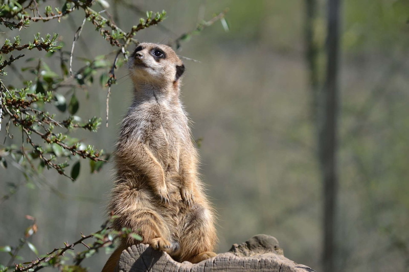 tree, mammal, vertebrate, animal themes, animals in the wild, guard, plant, day, animal, animal wildlife, sitting, nature, looking away, looking, meerkat
