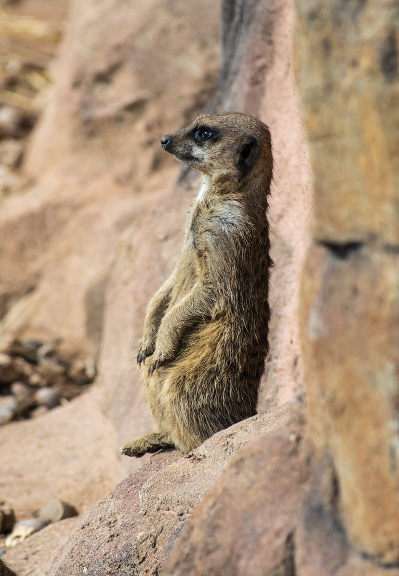 animals in the wild, day, looking away, animal themes, rock - object, solid, wildlife, outdoors, animal, one animal, 4K, close-up, zoo, looking, meerkat
