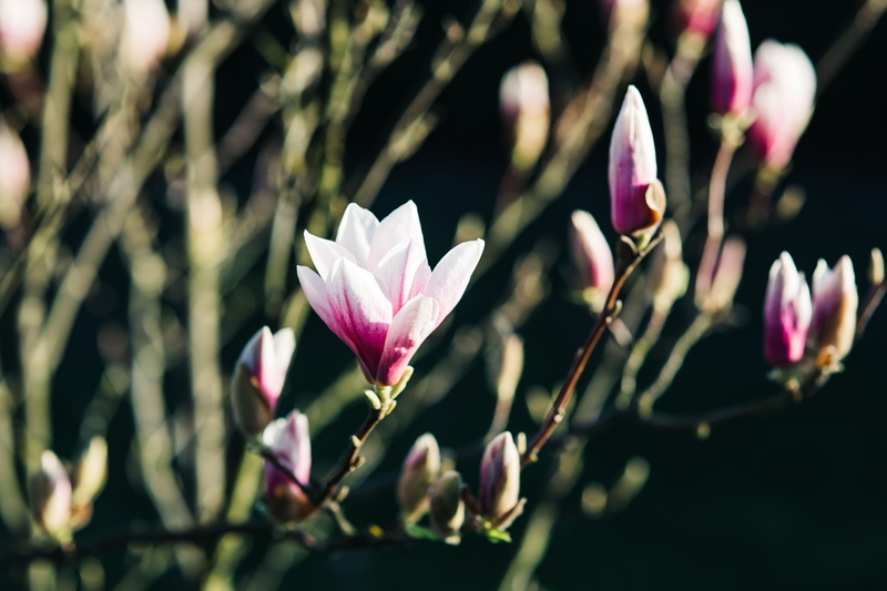 branch, pink Color, spring, beauty In Nature, flowering plant, twig, no people, flower, nature, summer, outdoors, flower Head, botany, flowers, spring flowers