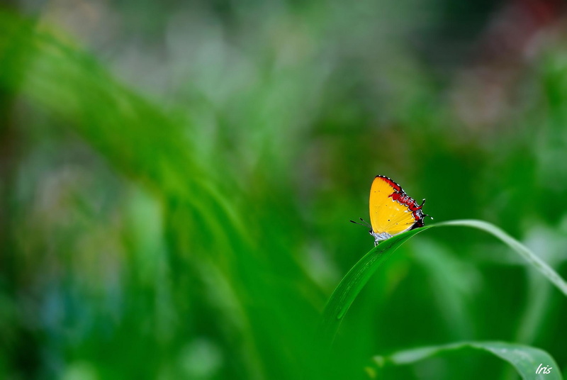 gallery, grass, 1080P, blade, yellow, green, insects, focus, butterfly