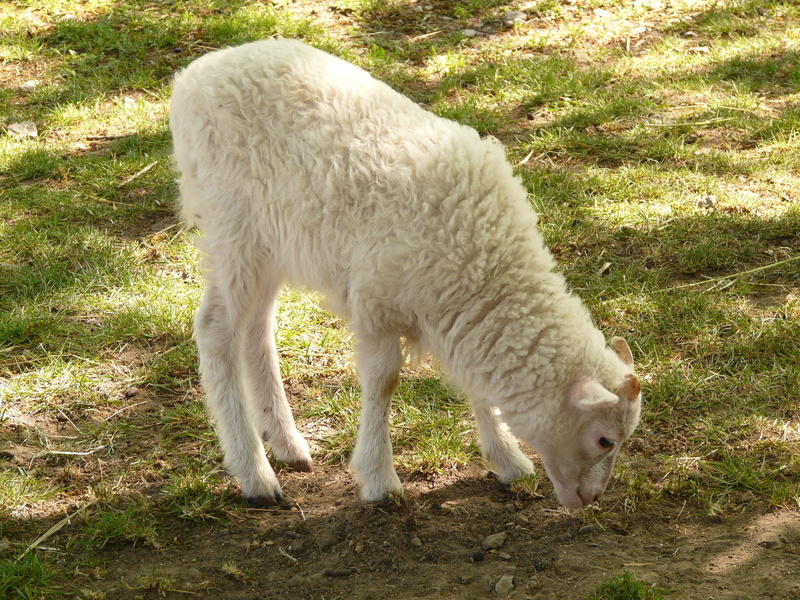 sunlight, white color, animal themes, day, mammal, grass, field, plant, lamb, creature, wool, nature, livestock, fur, domestic animals, 2K, white, one animal