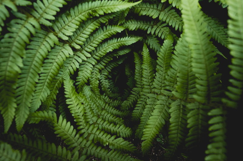 5K, fragility, concentric, natural pattern, leaves, no people, growth, day, plant part, fern, pattern, leaf, selective focus, fahrnheit, beauty in nature