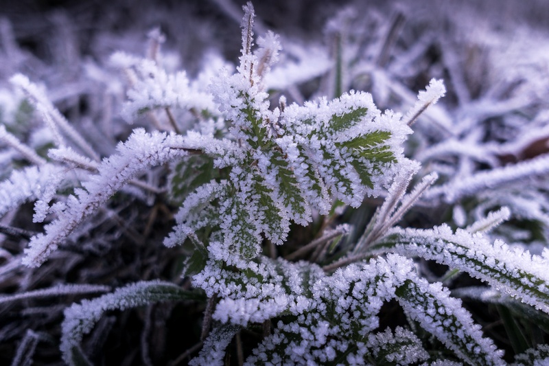 fragility, under zero degrees, outdoors, coniferous tree, frost weather, white color, freshness, snow, close-up, frozen, cold, 1080P, iciness, purity
