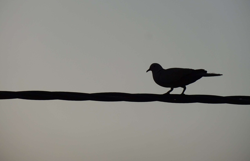 vertebrate, copy space, sky, silhouette, 2K, clear sky, clicks, outdoors, natural, day, animal themes, no people, low angle view, animal wildlife, perching