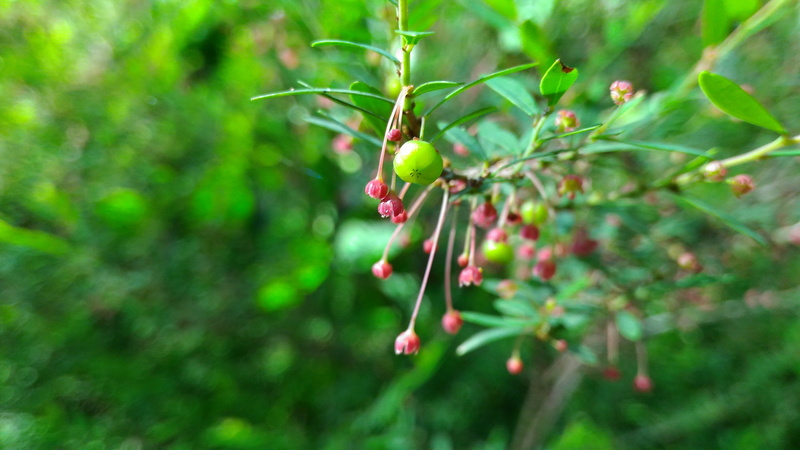 ripe, india, kerala, freshness, day, growth, food and drink, chundottukunnu lp school, branch, healthy eating, green, close-up, outdoors, beauty in nature