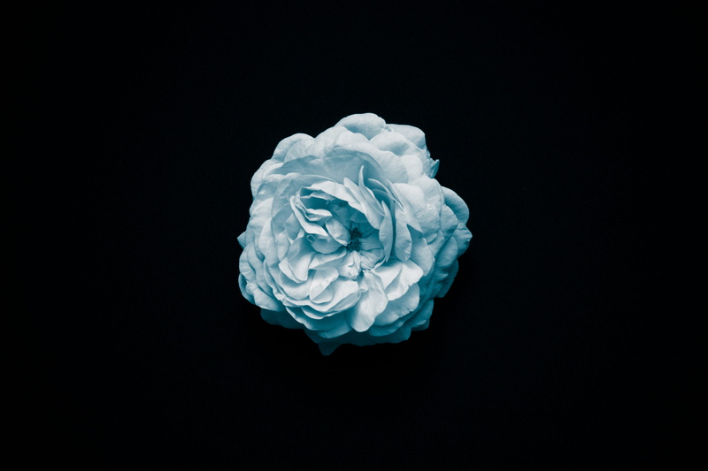 single object, flower, fragility, rose - flower, inflorescence, day, blue, studio shot, vulnerability, carnation, beauty in nature, close-up, no people
