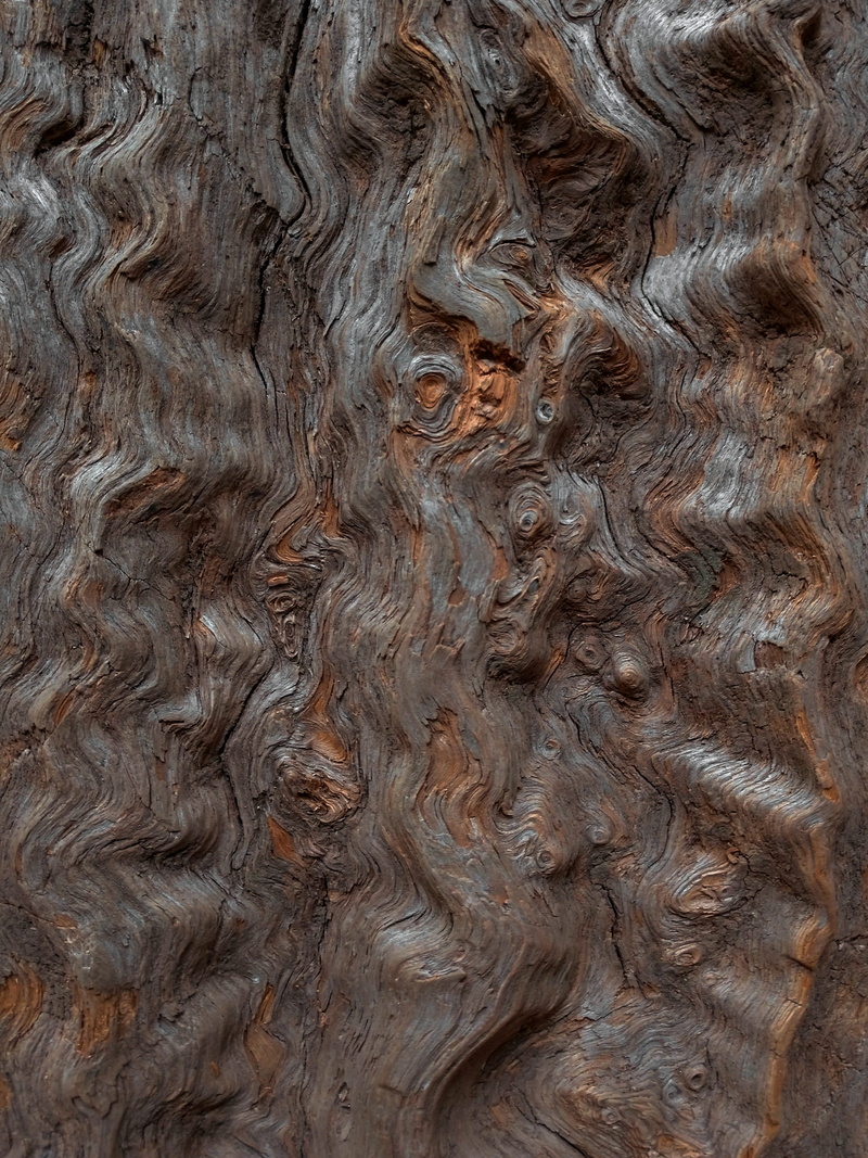 mud, backgrounds, silver colored, forest tree, nature, indoors, close-up, textured, wall, pattern, painting, ground, 4K, abstract, flooring, brown, plant