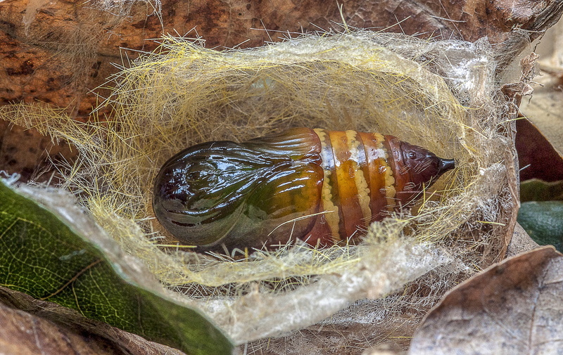 moth, healthy eating, seafood, cocoon, plant, one animal, high angle view, transformation, vertebrate, fish, wellbeing, outdoors, nature, stage, insect