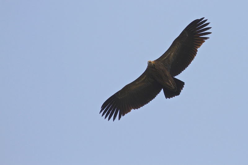 animal, low angle view, strength, birds flying, prey, blue sky, metaphor, fly, outdoors, bird, sky, animal wildlife, motion, success, wild, clear sky, pride