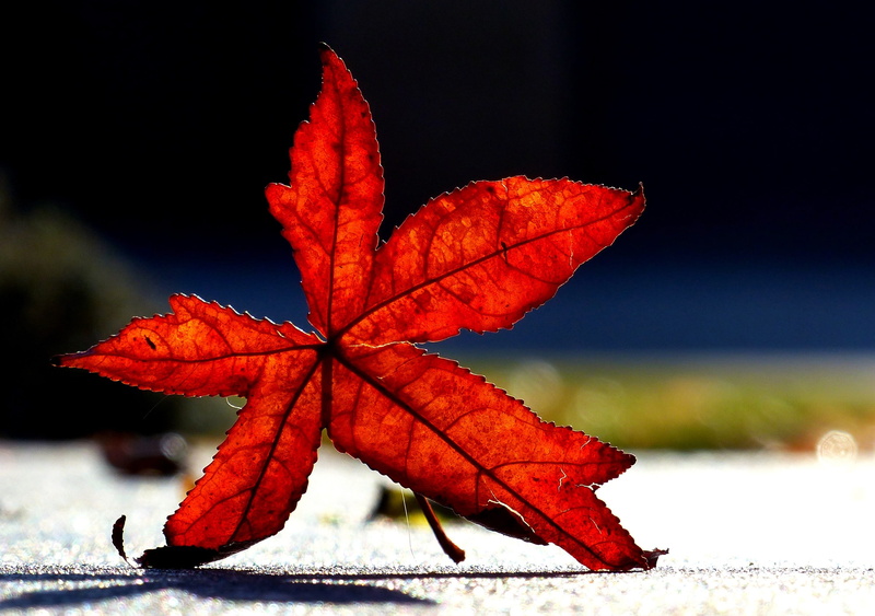 nature, outdoors, 2K, dry, fall, red, vulnerability, no people, maple leaf, oak, plant, beauty in nature, plant part, leaf vein, leaf, close-up, day, natural condition