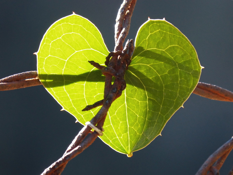 animal, growth, day, Heart, spider, Locked, macro, one animal, metaphor, locked heart, barbed wire, no people, animal wildlife, animal themes, invertebrate