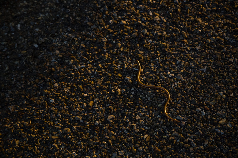 metaphor, on the move, close-up, day, outdoors, one animal, vertebrate, crawling, paper, 4K, soil, stones, amphibian, land, sunset, reptile, golden snake