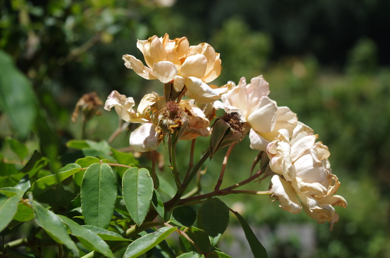 old, flowering plant, focus on foreground, close-up, rose, nature, freshness, summer, pollination, vulnerability, pollen, inflorescence, 4K, leaf, no people