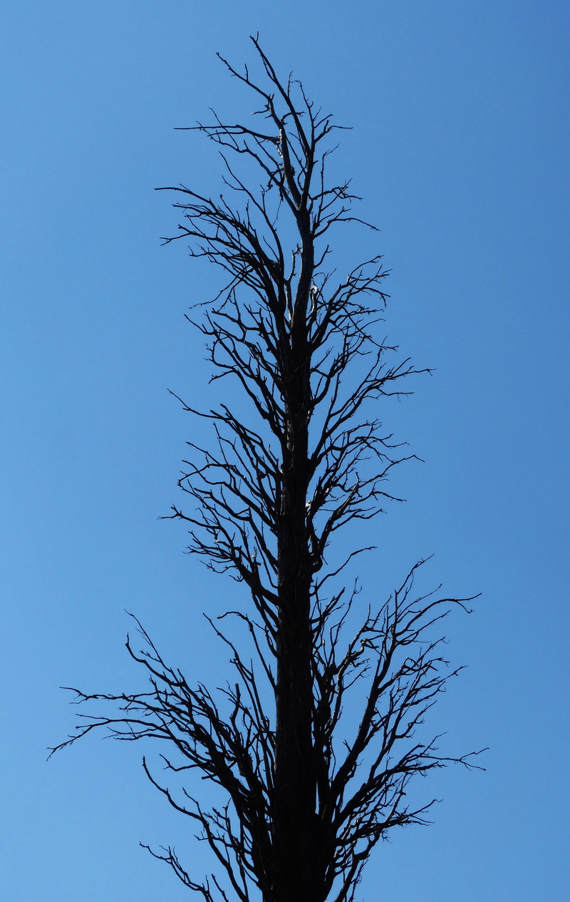 outdoors, sky, bare tree, copy space, branch, clear sky, blue, low angle view, 4K, Dead Tree, day, forest fire, tree, cypress, beauty in nature, scenics - nature