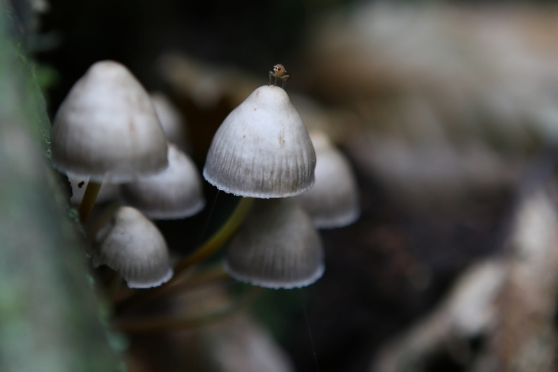 Background, seasonal, season, drug, magic, reflection, hide, fragility, hallucinogenic, freshness, england, fall, head, hallucinogen, hallucinate, white