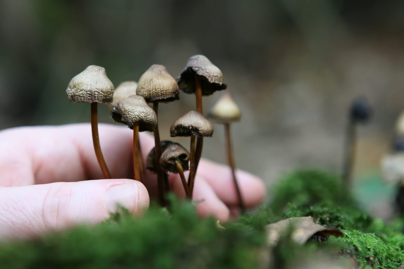 seasonal, symbol, autumn, woods, one, human finger, natural, nature, hallucinate, swamp, head, poisonous, growth, human body part, close-up, real people