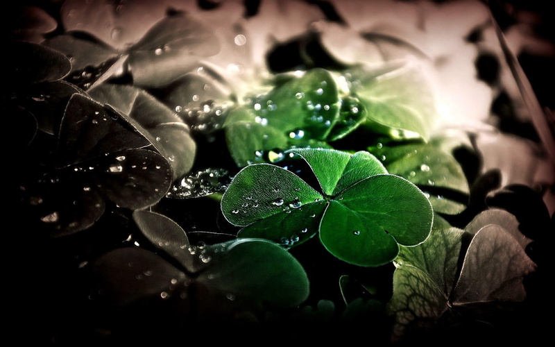 green, luck, lucky, 720P, petal, nature, beautiful
