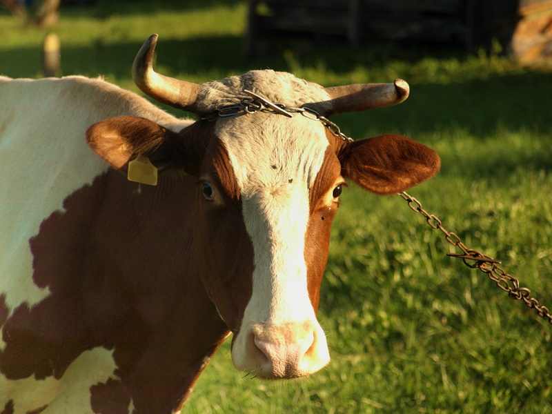 Nature, livestock, pasture, Farm, bull, animal, tied, meadow, domestic, no people, plant, mammal, agriculture, focus on foreground, animal themes, 2K
