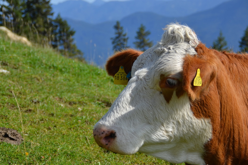 no people, european Alps, one animal, vertebrate, animal, domestic cattle, grass, Ruminant, grazing, herbivorous, domestic animals, livestock, cattle, domestic