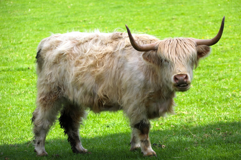 meadow, nature, domestic, grass, herbivorous, animal, domestic cattle, no people, animal hair, pasture, agriculture, outdoors, cattle, mammal, grazing