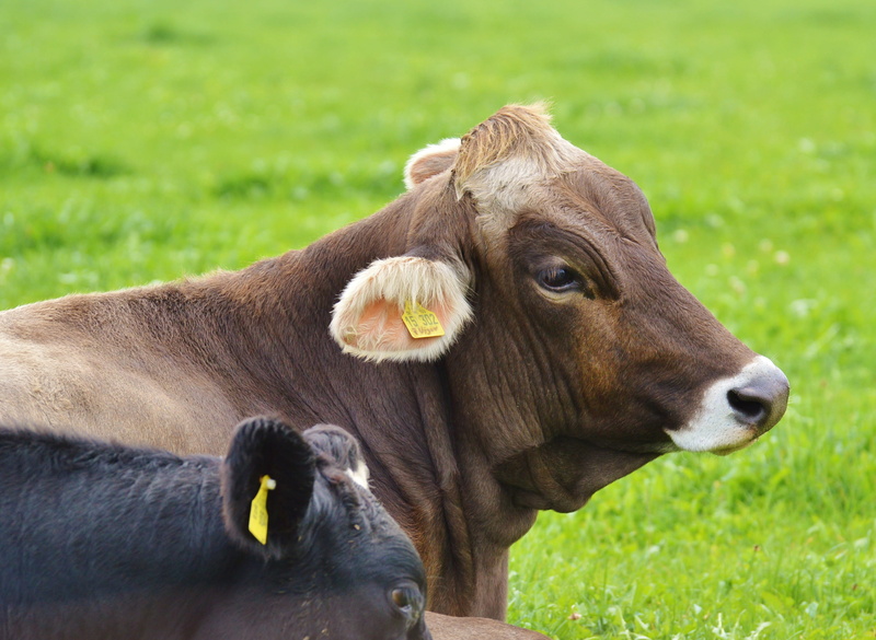 farm, beef, dairy cattle, agriculture, animal head, domestic animals, livestock tag, plant, rural Scene, Ruminant, group of animals, land, animals And Pets
