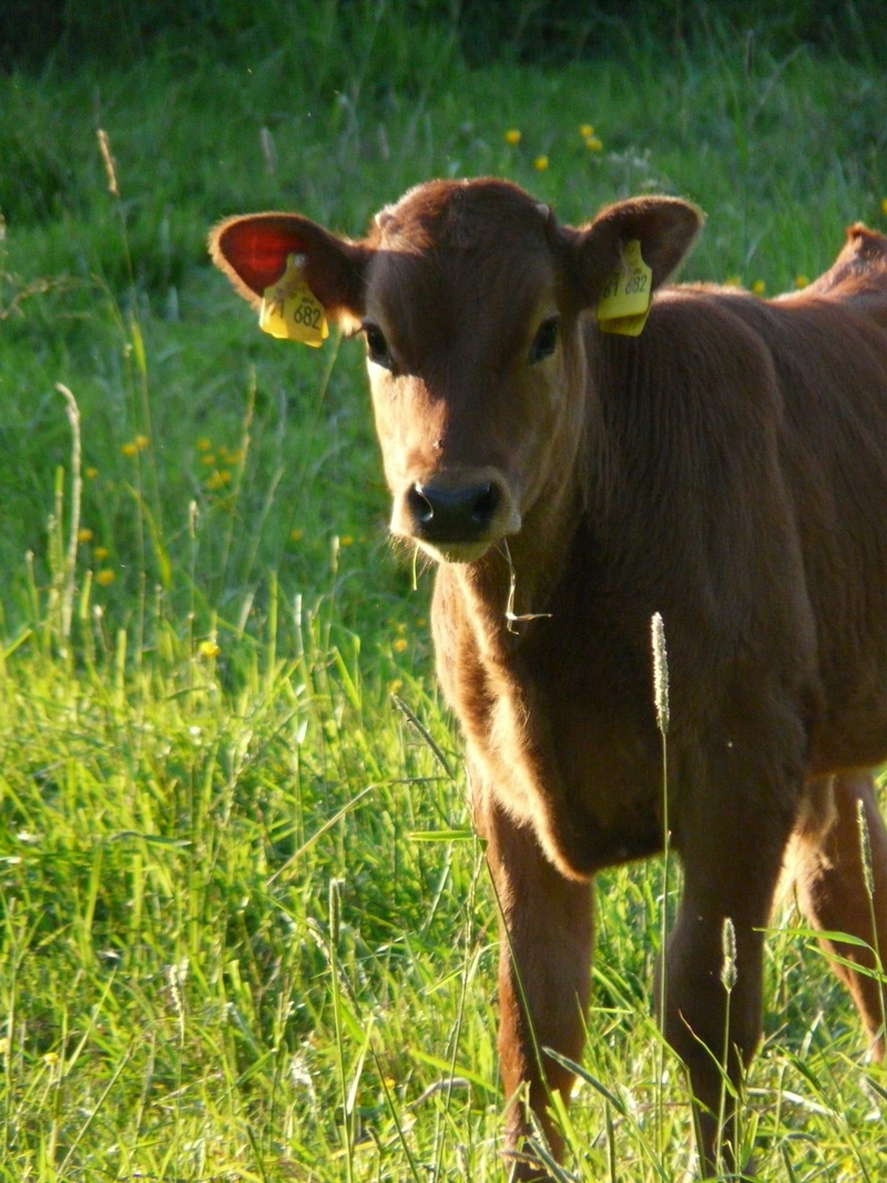 no people, grass, animal, standing, bos primigenius taurus, mammal, outdoors, grazing, animal head, plant, day, livestock, domestic, farm, green Color