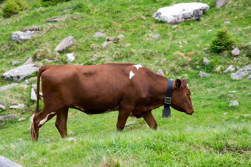 farm Animals, dairy cattle, plant, pasture, outdoors, vertebrate, herbivorous, pets, summer, rural Scene, farm, mammal, brown swiss, green Color, landscape