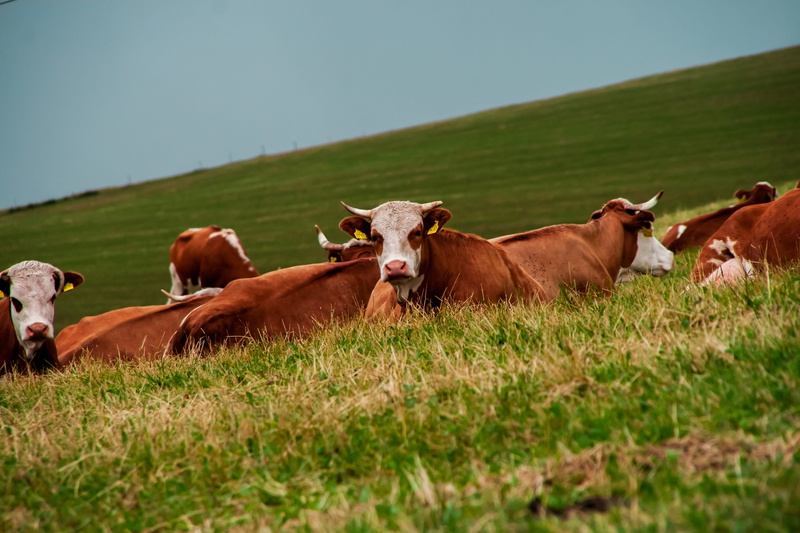 farm, herd, vertebrate, sky, grazing, farm Animals, domestic Cattle, grass, livestock, 4K, cow pasture, dairy Farm, Cow, animals And Pets, agriculture