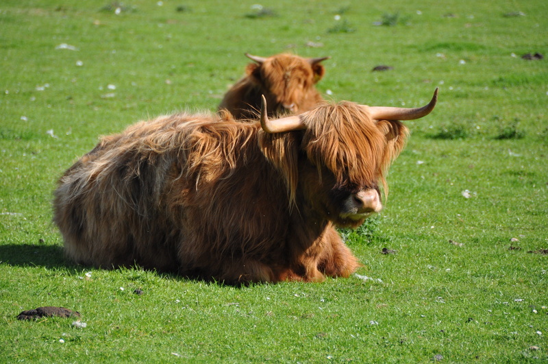 herbivorous, animal themes, highland beef, plant, cattle, animals And Pets, scottish highland, farm, agriculture, grazing, 4K, farm Animals, vertebrate