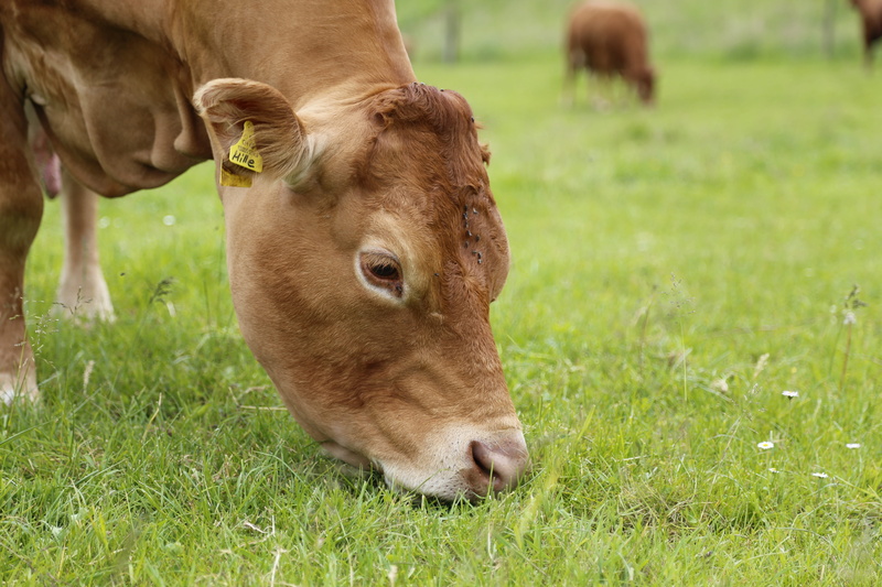 domestic animals, farm, domestic, Beef, grazing, grass, roughage, meadow, Breeds, livestock, Meat, meat breeds, one animal, pasture, 5K, day, Cow, green Color