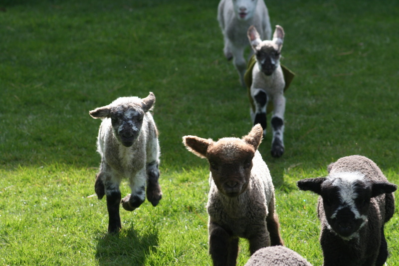 day, outdoors, green color, hungry, animal themes, race, grazing, animal, rural Scene, Nature, focus on foreground, Lamb, three animals, herbivorous, Run