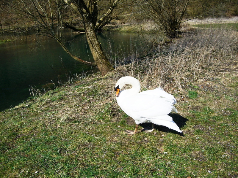 animals And Pets, water, pond, white, outdoors, tree, animal wildlife, Valley, beauty in nature, swabian alb, bird, plant, one animal, white color, Swan